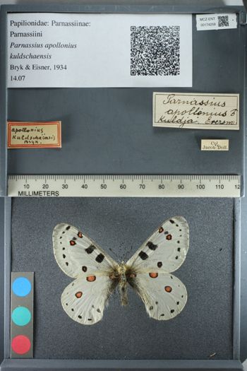 Media type: image;   Entomology 174258